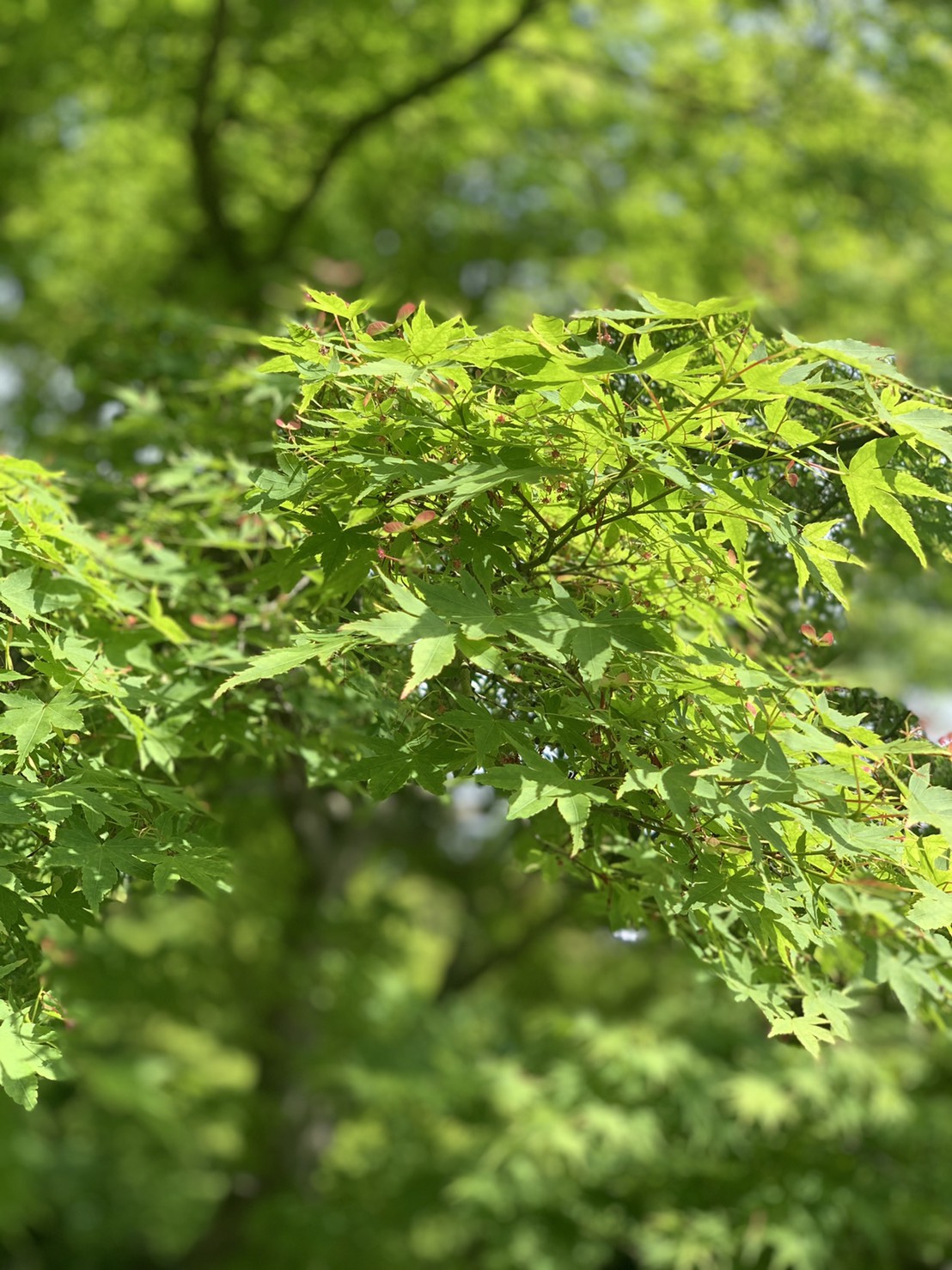 マザーズコーチングは幸せの近道ツール