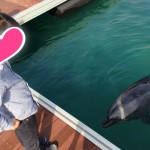 シャイニングドルフィン☆沖縄5