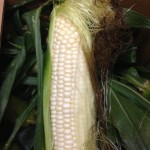 髪を切りました☆