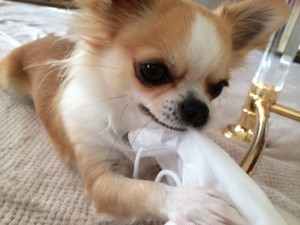 愛犬ミロちゃんから….