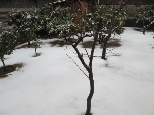 雪ですね(´Д` )