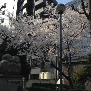 大須の桜♪