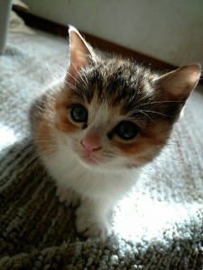 メナージュ冬号