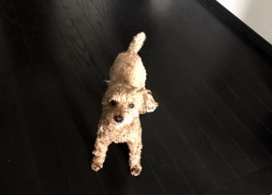 ピノ11歳