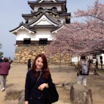 桜と彦根城