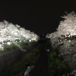 ☆夜桜見物☆