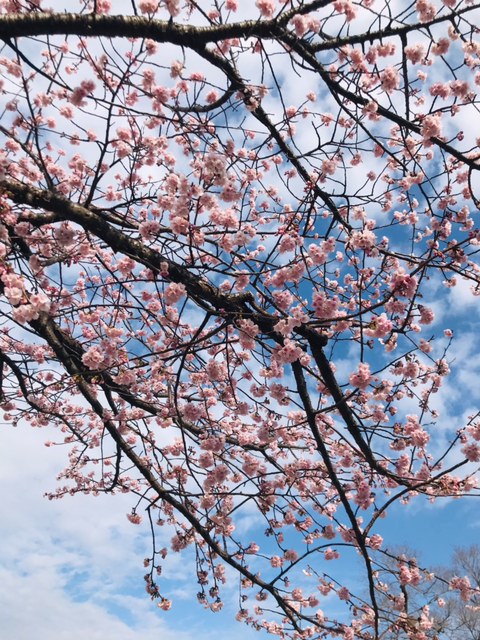 ☆桜の美しい季節☆