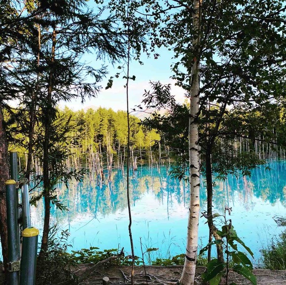 富良野の絶景ポイント「青い池」！まずは夕方の写真から・・・