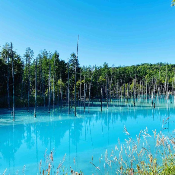 富良野「青い池」早起きして一番乗り！美瑛ブルーを早朝にも堪能