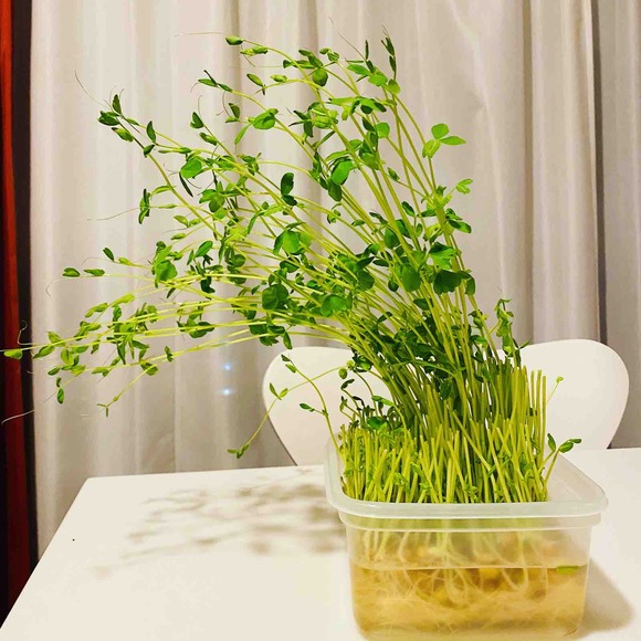 使い残した豆苗に液体肥料をあげてみたら一日で‥‥