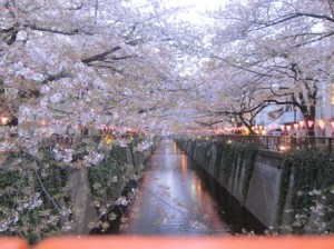 目黒川桜まつり